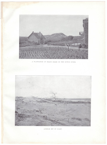 A PLANTATION OF BEACH GRASS ON THE DUTCH DUNES A BLEAK BIT OF COAST